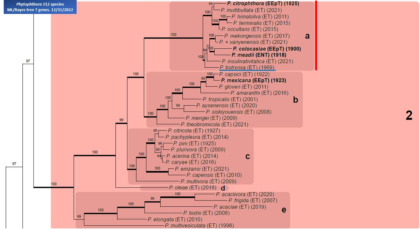   Phytophthora  spp. in subclade 2a:  portion of the seven-loci ML phylogeny featuring the type cultures of 212 described species (by T. Bourret). Notice the position of   P. botryosa  Ex-type CBS 581.69 = Samp;T BL 132 . Gloria Abad, USDA Samp;T.
